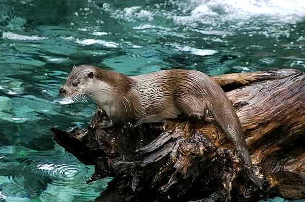 Loutre